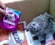 Chunder The Baby Gull