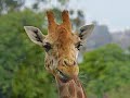 Giraffes - It\
