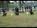 Go?czy polski na Wystawie w Jeleniej Górze 2008 Go?czy polski na Wystawie w Jeleniej Górze 2008