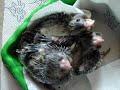 korelavíce na http://www.rucnedokrmenipapousci.wbs.czKakadu cockatoo žako kongo Congo amazoňan amazona agapornis alexandr malý Alexander small velký the great čínský Chinese pink ara aratinga sun zlatý gold Barnard collar Eklektus Eclectus mníšek šedý Quaker Parrot blue Nandej Neoféma parrot papoušek Nestor kea korelka korela cockatiel korely andulka budgerigar andulky Budgerigars Pyrura Kakariki rosela Yellow Rosella Eastern lutino lutin Pennant Mutation