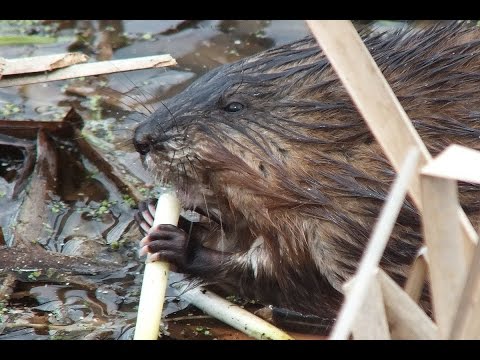 how to locate muskrats