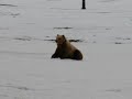 Bear and Musk Ox