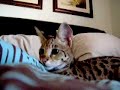 Camera Pounce Camera Pounce