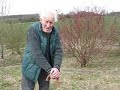 Looking for the right Primulas