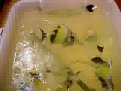 capmo南海神像開飯啦