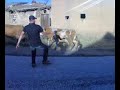 Panna k.o by a cow..