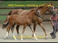 2008 Premium Oldenburg colt by Devon Heir for sale