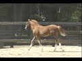 2008 Premium Oldenburg colt by Devon Heir for sale