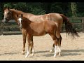 2008 Premium Oldenburg colt by Devon Heir for sale