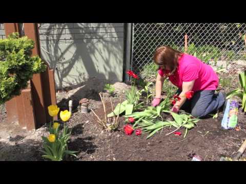 how to dig up and replant tulips