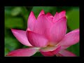 THE LOTUS OSHO
