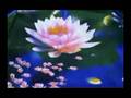 THE LOTUS OSHO