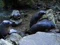 curious baby seals