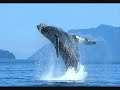 ballena gris lopez mateos-union de lancheros turisticos