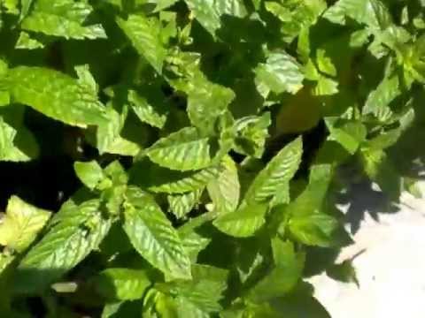 how to grow peppermint