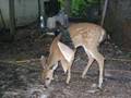 Dear Deer