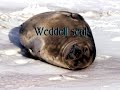 antarctica.html