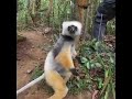 Cuddly Sifaka lemur 2