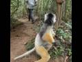 Cuddly Sifaka lemur 2