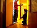 adiestramiento de perros draco 7 meses
