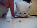 catmovie