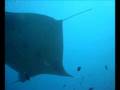 Manta Rays in maldives