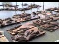 Sealions In Sanfrancisco