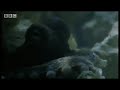 Octopus vs crab - marine animals - BBC wildlife
