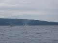 Cape Broyles Humpbacks