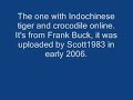 tiger vs crocodile  good stuff on pablo  gigs out 