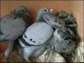 PART 1 , Hodowla Kulbacki 08r , gołębie,Tauben,pigeon,Голуби
