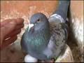 PART 1 , Hodowla Kulbacki 08r , gołębie,Tauben,pigeon,Голуби