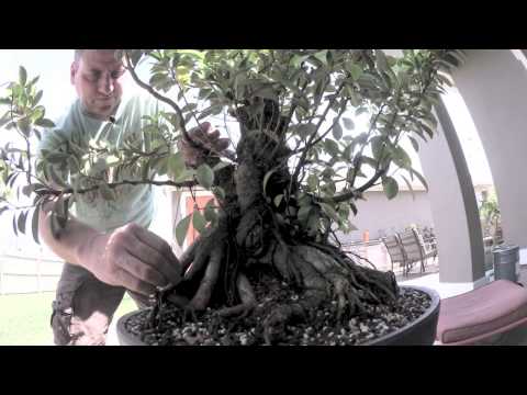 how to replant a ficus bonsai