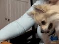 chihuahua.html