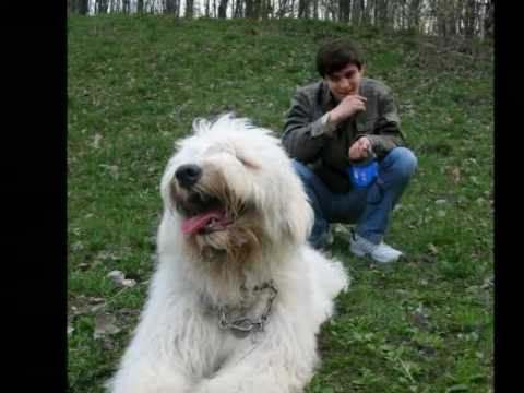 Южнорусская овчарка самая верная собака