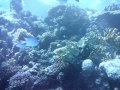 (uploaded by vz1693)&nbsp;Red Sea video session