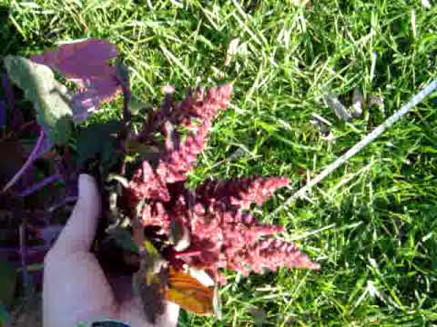 Amaranth leaves image