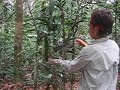 Releasing Forest-Falcon (Peruvian Amazon)