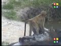 Baby baboons testing their limits 1.30.07 1.50pm Baby baboons testing their limits 1.30.07 1.50pm