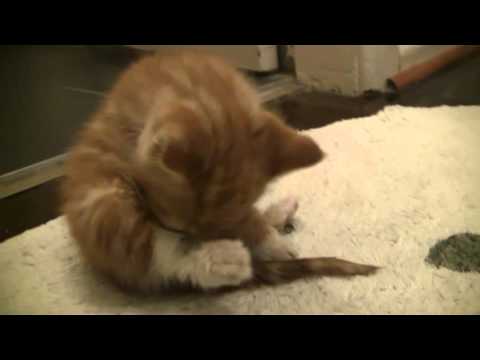 Cute kitten grooming itself