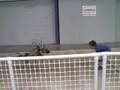 videos de GRITTY AND WYATT 2