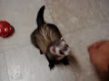 Jack Rolls Over!
