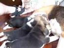 Beagle Per� - Cachorros de Ambar amamant�ndose