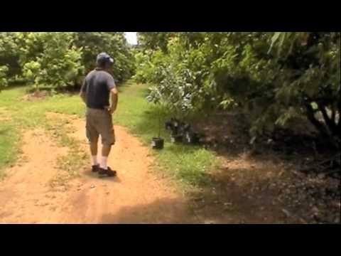 Frequently Asked Questions Growing Lychee Trees