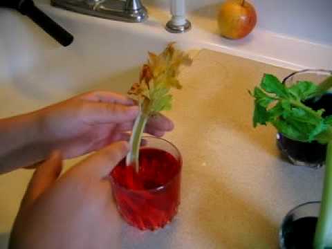 how to dye celery