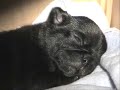 2005 Pug puppies