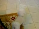 Cutest Bichons in the World!!!