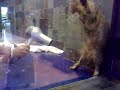 cat fighting with a blow dryer