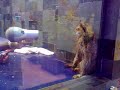 cat fighting with a blow dryer
