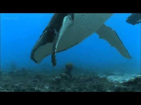 whale